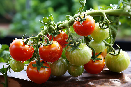 番茄丰收的场景背景图片