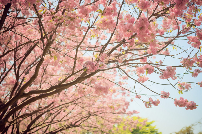 美丽的樱花花朵图片