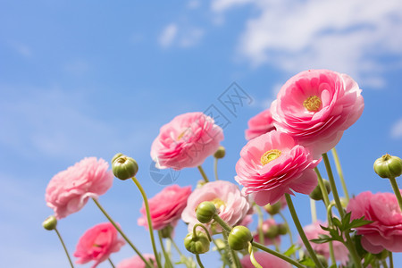 毛茛属花园中美丽的花毛茛背景