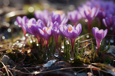 春日里娇艳的紫色花朵背景图片