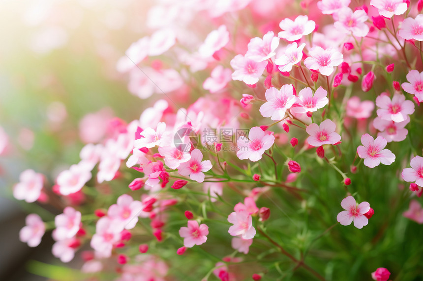 夏天花园中盛开的美丽花朵图片
