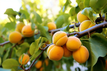 果园里健康生态的杏高清图片