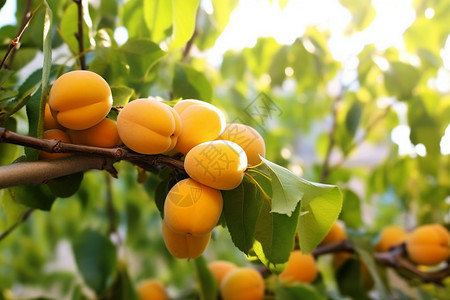 生态果园农场中生长的杏背景