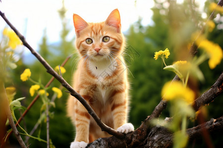 户外玩耍的呆萌小橘猫背景图片