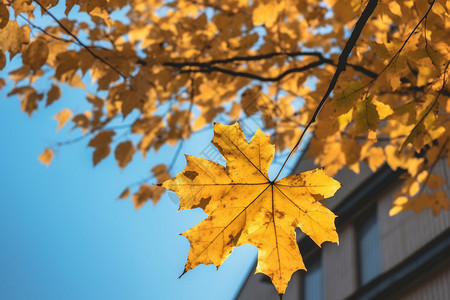 秋季树枝上金黄色的落叶图片