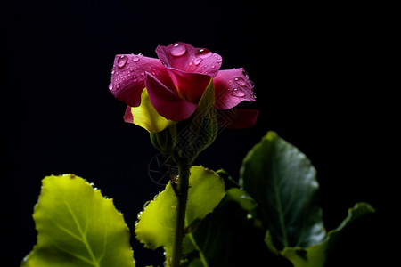 雨后的玫瑰花特写镜头图片