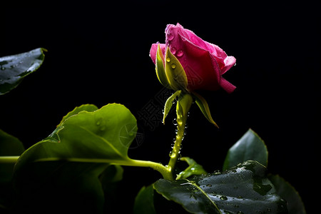落满雨滴的玫瑰花背景图片