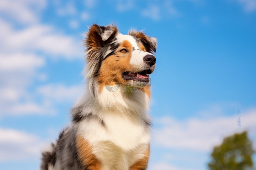 户外乖巧的牧羊犬图片