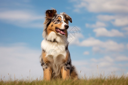 草地上玩耍的牧羊犬图片