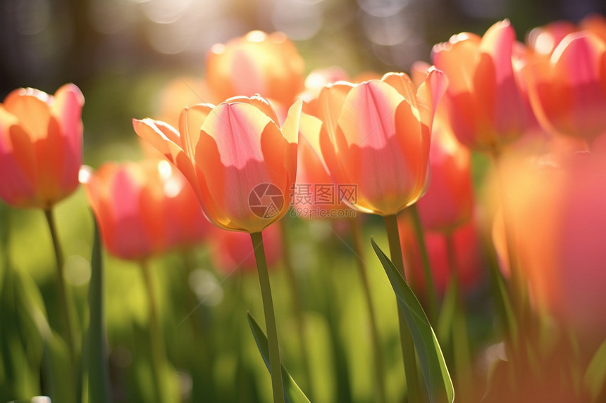 春季阳光下美丽的郁金香图片