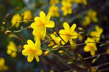 春季山间的黄色野花背景图片