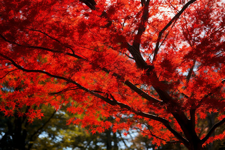 秋季公园中红色枫树图片