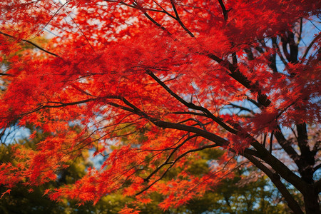 秋季颜色艳丽的枫树背景图片