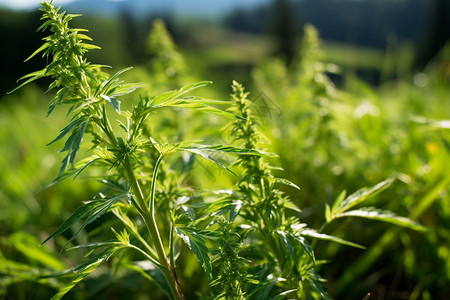 夏季旺盛生长的青蒿背景