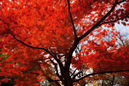 秋季枫树上红色的枫叶图片