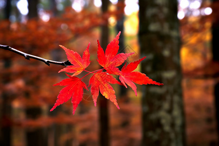 秋季枝头美丽的枫叶图片