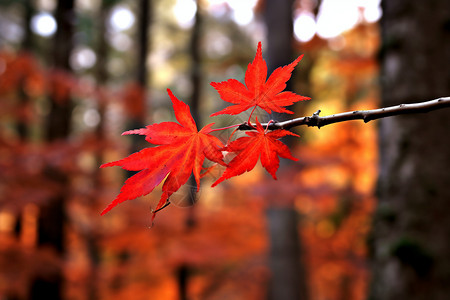 红色树林秋季树枝上的枫叶背景