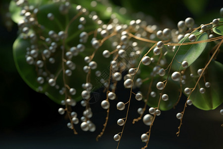 串植物的特写镜头图片