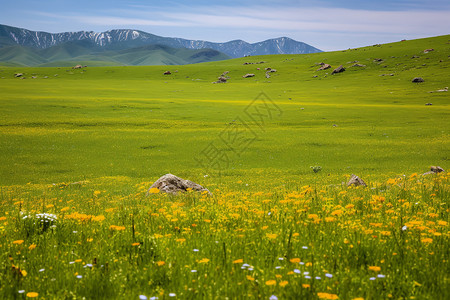 美丽的喀拉峻大草原景观图片