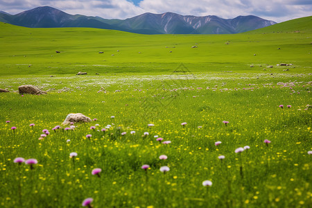 夏季喀拉峻大草原的美丽景观高清图片