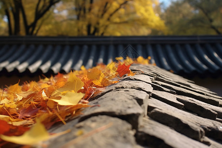 秋天唯美浪漫的银杏落叶背景图片