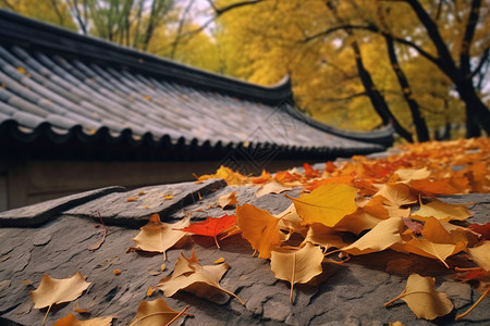 枫叶银杏秋天枫叶落在屋顶屋檐上背景