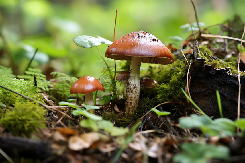 绿草丛中的美味菌菇图片
