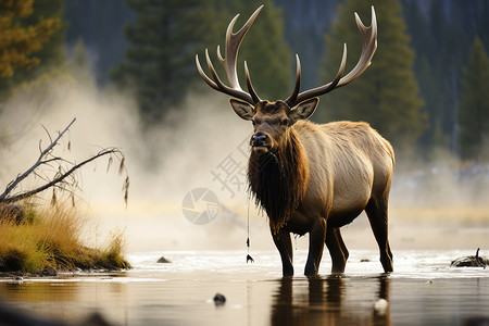 河流中巨大的动物背景图片