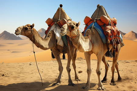 沙漠动物一对站立的骆驼背景