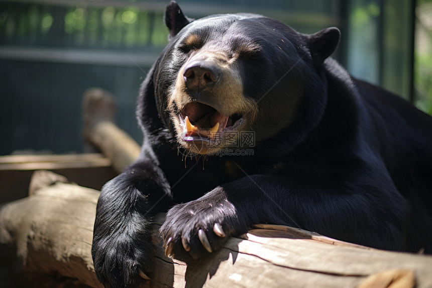 动物园的大黑熊图片