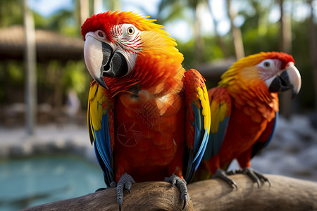 热带雨林动物热带雨林的鹦鹉背景