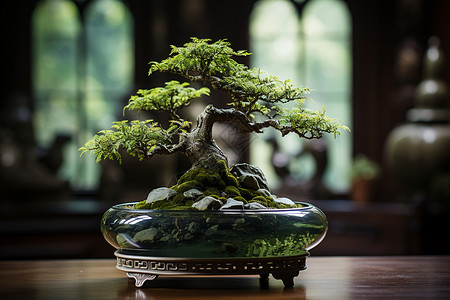 微景观植物室内景观中的禅意绿植与盆景背景