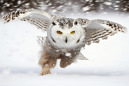 雪中展翅的猎鸮高清图片