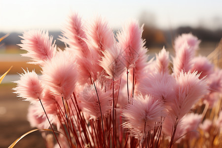 秋日粉色毛毛草背景图片