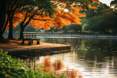 秋叶红树边湖畔背景