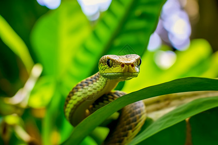 道奇毒蛇树叶上的一条蛇背景
