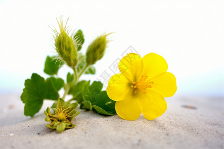海滩上的黄色花朵背景图片