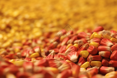 玉米的金色盛宴图片