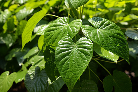 阳光下的绿植花园图片