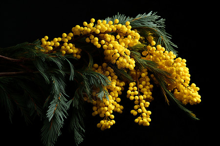 春天的黄色浆果高清图片