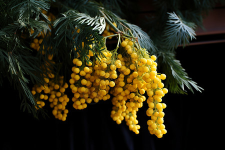 黄色植物黄色含羞草花高清图片