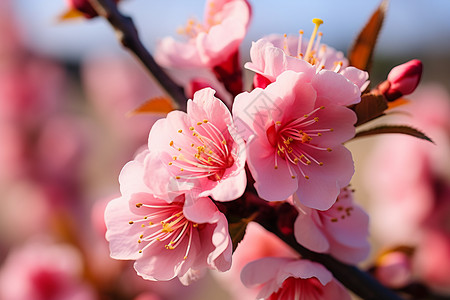 春天的粉色桃花背景图片
