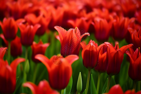 花园中盛开的郁金香花朵背景图片