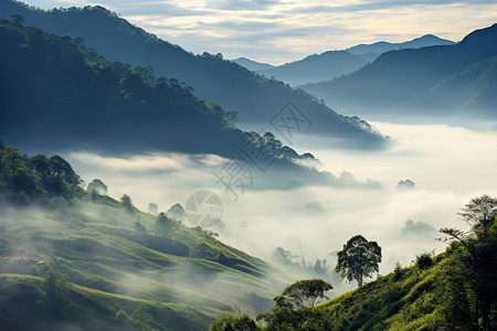 雾中迷蒙的山丘背景