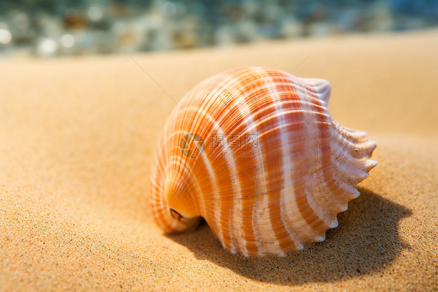 夏日海滩上的贝壳图片