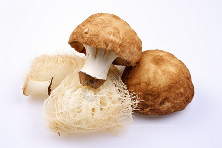 天然的猴头菇食用菌高清图片