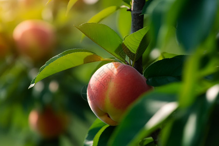 农业种植的水蜜桃果园图片