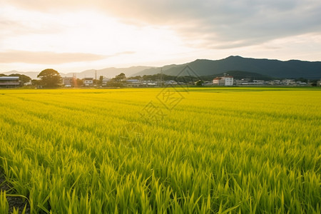 郁郁葱葱的乡村水稻田图片