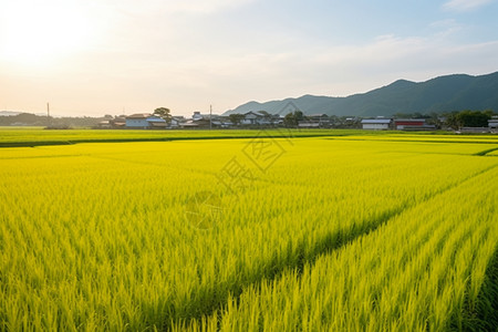 农场种植的水稻田图片