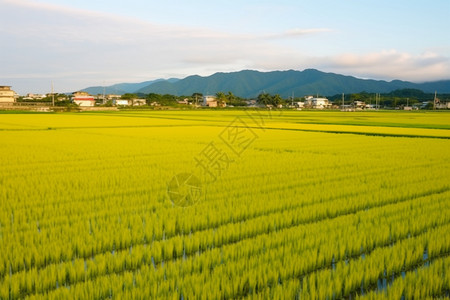 夏季农业种植的水稻田图片